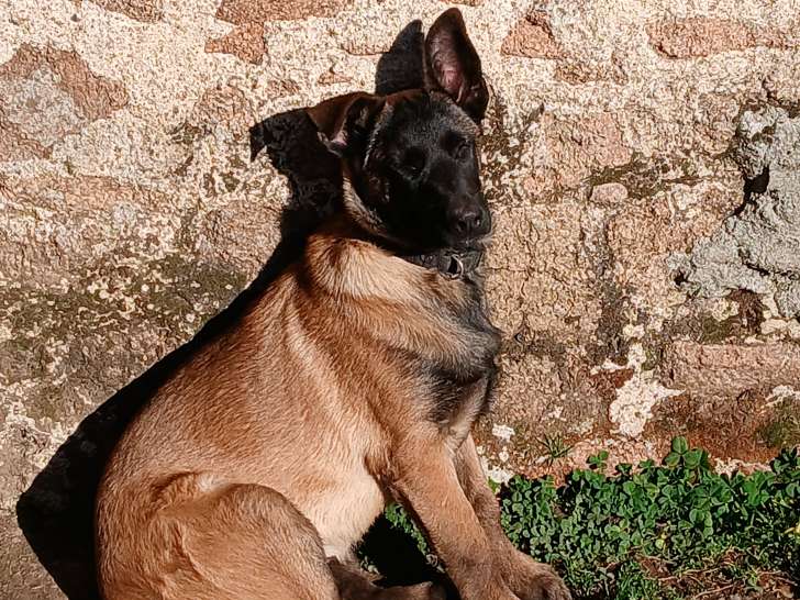 Chiot femelle Berger Belge Malinois LOF disponible