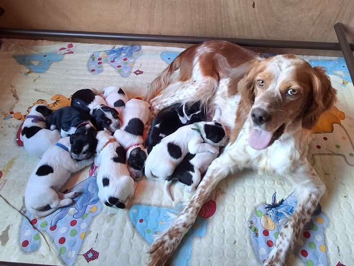 Chiots Setter Anglais LOF