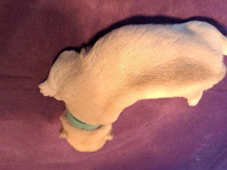 Magnifiques chiots Husky Sibérien LOF à vendre