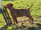 Vanina Des princes pinscher