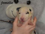 À réserver, 5 chiots Bull Terrier LOF