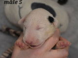 À réserver, 5 chiots Bull Terrier LOF