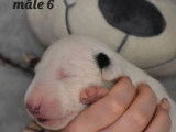 À réserver, 5 chiots Bull Terrier LOF