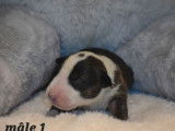 À réserver, 5 chiots Bull Terrier LOF