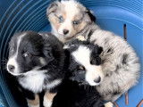 Véritables chiots Berger Américain Miniature LOF à vendre