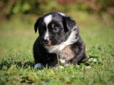 Véritables chiots Berger Américain Miniature LOF à vendre
