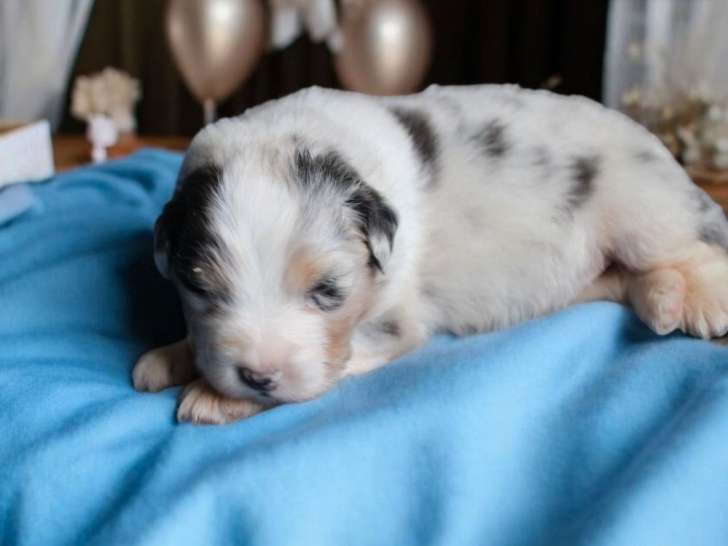 À réserver : 5 chiots Bergers Australiens LOF