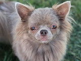 Une chienne Chihuahua LOF à vendre
