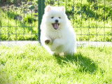 5 chiots Spitz Japonais LOF à réserver