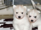 6 chiots mâles Husky Sibérien LOF à réserver