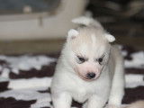 6 chiots mâles Husky Sibérien LOF à réserver