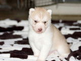 6 chiots mâles Husky Sibérien LOF à réserver