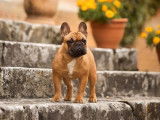 À réserver, 3 chiots Bouledogues Français LOF