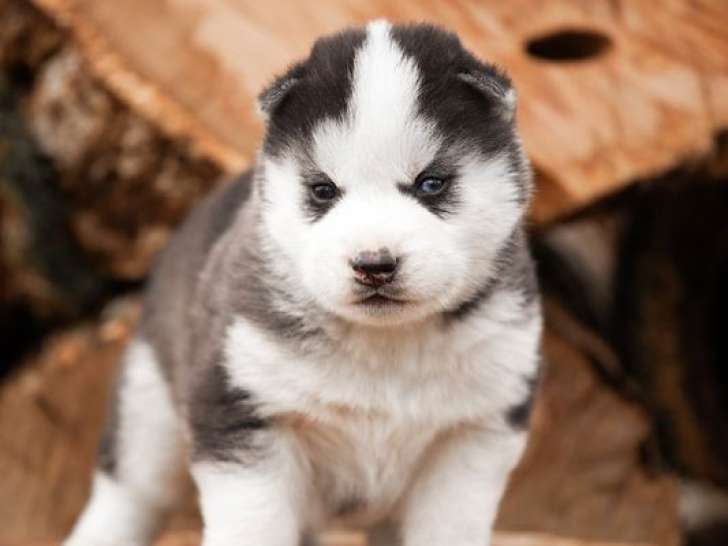 4 chiots mâles Husky Sibérien LOF à vendre