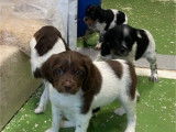 Chiots Épagneuls Bretons LOF disponibles à l’achat