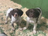 Chiots Épagneuls Bretons LOF disponibles à l’achat