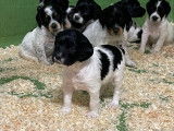 Chiots Épagneuls Bretons LOF disponibles à l’achat