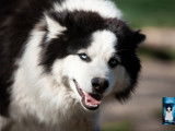 Chien Laïka de Yakoutie LOF à acheter