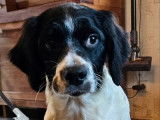 2 chiots mâles Épagneuls Bretons LOF disponibles à la réservation