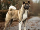 Chien mâle Akita Américain LOF disponible pour saillie