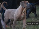 3 chiots femelles Cane Corso LOF disponibles à la réservation