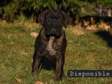 3 chiots femelles Cane Corso LOF disponibles à la réservation