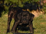 3 chiots femelles Cane Corso LOF disponibles à la réservation