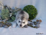 5 chiots Husky Sibérien LOF à réserver