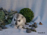5 chiots Husky Sibérien LOF à réserver
