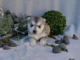 5 chiots Husky Sibérien LOF à réserver