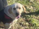 Chien adulte femelle Labrador LOF à réserver