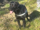 Chienne Labrador noire LOF en vente