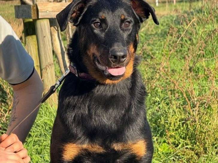 Une chienne Beauceron LOF disponible à la vente