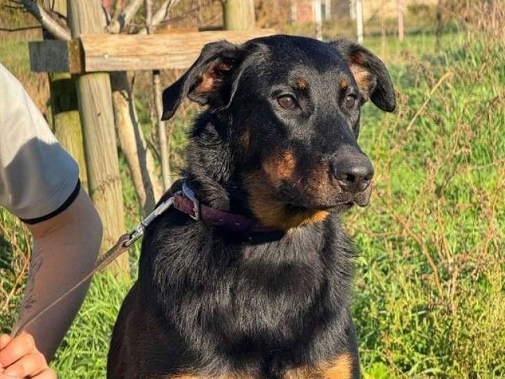 Chienne Beauceron à vendre (LOF)