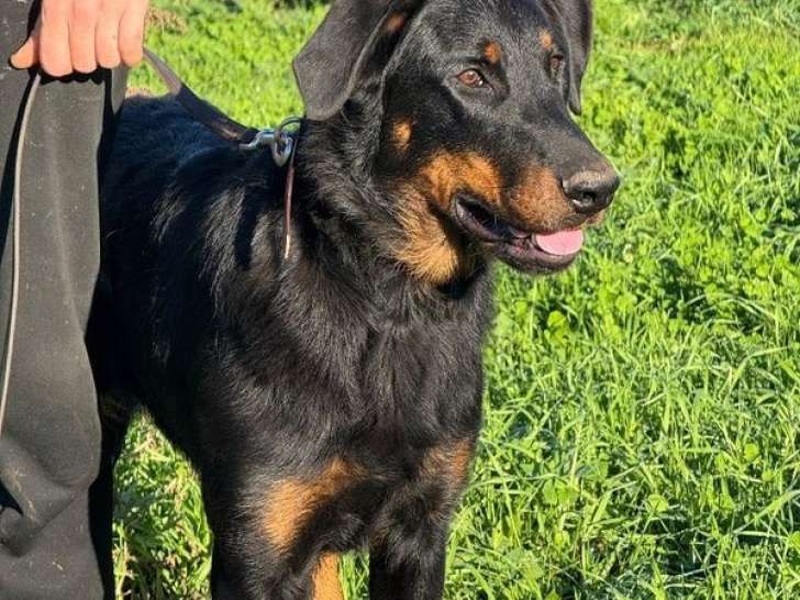 Chienne adulte Beauceron LOF à réserver