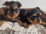 Chiot femelle Yorkshire Terrier LOF à réserver