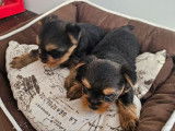 Chiot femelle Yorkshire Terrier LOF à réserver