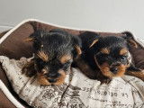 Chiot femelle Yorkshire Terrier LOF à réserver