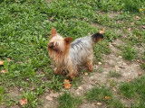 Chiot femelle Yorkshire Terrier LOF à réserver