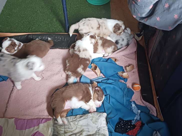Chiots Berger Australien LOF à vendre