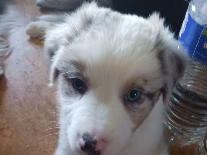 Chiots Berger Australien LOF à vendre