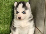 3 chiots Husky Sibérien LOF à réserver