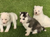 3 chiots Husky Sibérien LOF à réserver