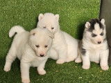 3 chiots Husky Sibérien LOF à réserver