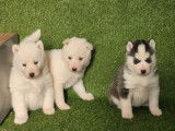3 chiots Husky Sibérien LOF à réserver