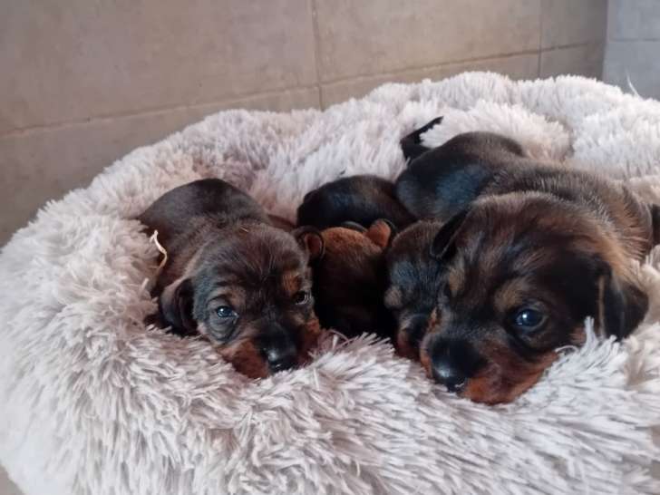 4 chiots Teckels à poil dur LOF à vendre