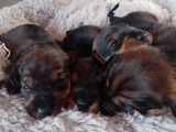 4 chiots Teckels à poil dur LOF à vendre