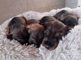 4 chiots Teckels à poil dur LOF à vendre