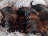 4 chiots Teckels à poil dur LOF à vendre