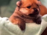 7 chiots Spitz Nain LOF à réserver